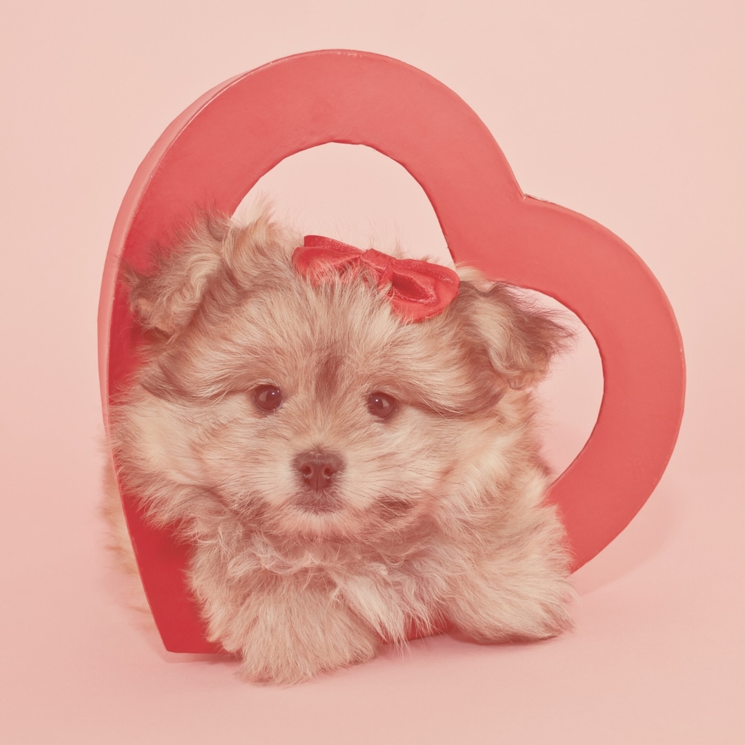 Valentine’s Day Gifts for Your Pets To Show How Much You Woof Them